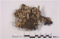 藏品(網梅衣)的圖片